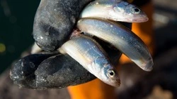 На Сахалине стартовали продажи первого в 2024 году улова свежей мойвы