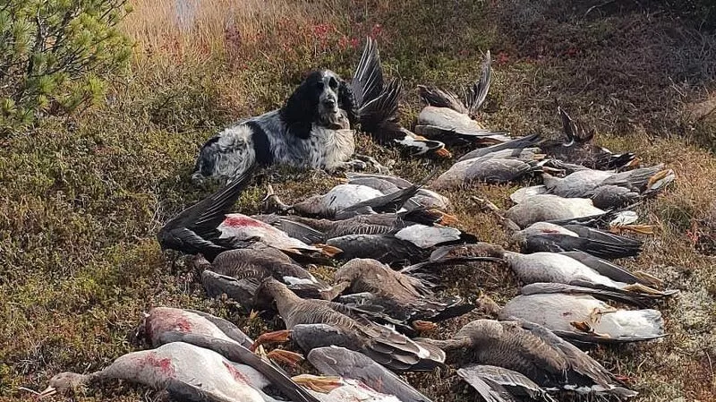 Сахалинские охотники закидали Instagram мертвыми утками и рябчиками