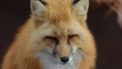 С 1 сентября россиянам запретят держать дома тигров, леопардов и лис