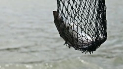 За незаконный вылов кеты осудили двоих мужчин в Долинском районе 