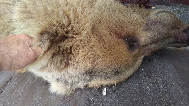 На Курилах полицейский спасся от агрессивного медведя выстрелом