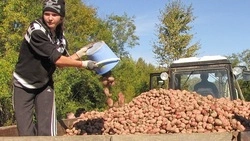 Сахалин и Курилы будут обеспечены картофелем