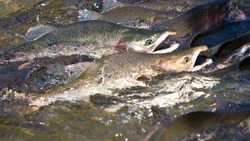 Сахалинцам разрешат ловить лососей в новых местах