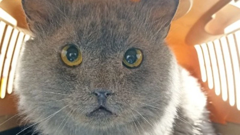 Кот с тяжелой судьбой ищет новую любящую семью на Сахалине