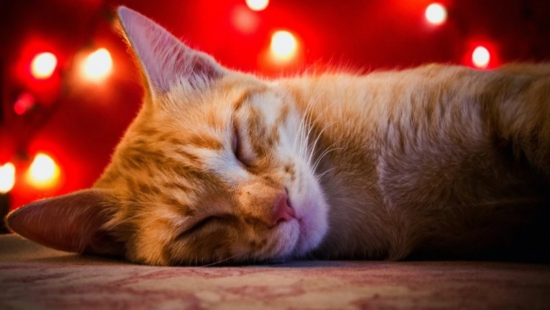 Приметы обо всем на 30 декабря 2023 года: что можно и нельзя делать в этот день