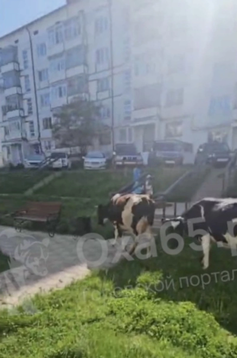 Коровы оккупировали детскую площадку во дворе Охи