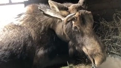 Специалисты зоопарка на Сахалине борются за жизнь спасенного редкого лося 