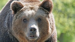 Медведя, который задрал стадо коров на юге Сахалина, застрелили лесничие