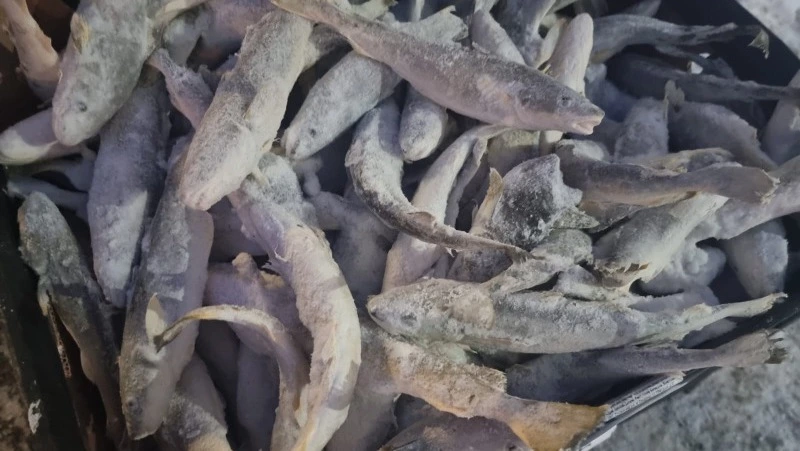 Охлажденную навагу везут в Южно-Сахалинск: адреса продажи   