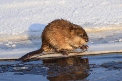На набережной дальневосточного города поселилась водяная крыса