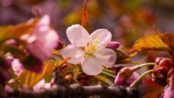 Сакура цветет в Южно-Сахалинске: фоторепортаж