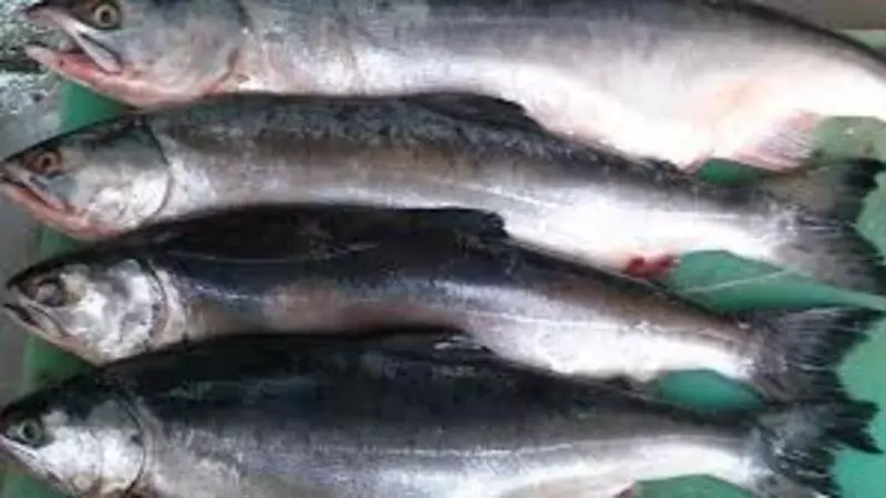 Рыбакам Сахалина разрешили добыть больше кеты и горбуши. Условия