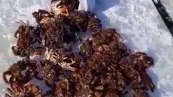 Рыбаки поймали несколько десятков крабов в Макаровском районе за три часа