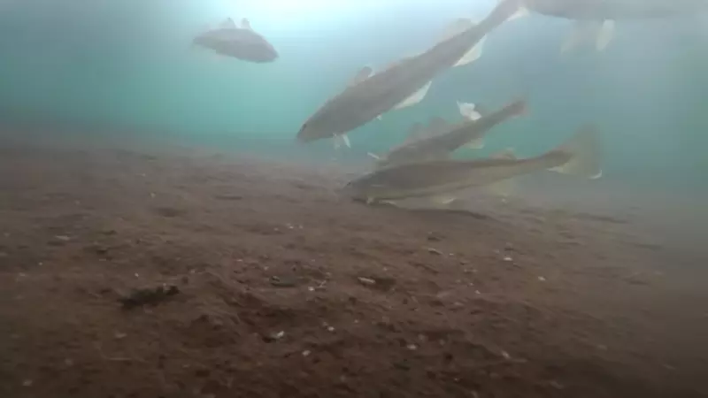 Сахалинский блогер показал, как выглядит подледная рыбалка глазами голодной наваги