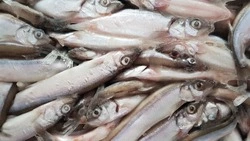 Старт мойвенной путины в Сахалинской области все ближе: какие планы у рыболовов