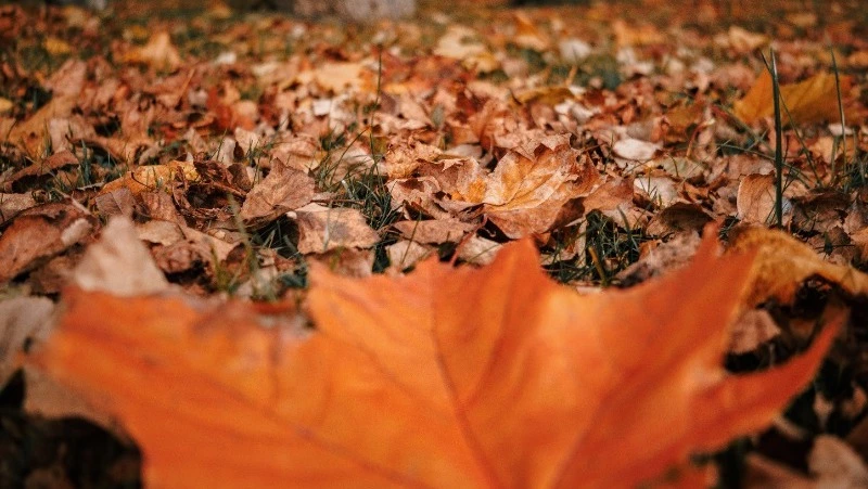 Дождливо и пасмурно будет в Сахалинской области 22 сентября 