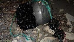 Сахалинские рыбаки нашли «шар» из мидий