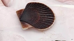 Более 54 млн гребешков и 1,4 млн трепангов выпустили в море у берегов Сахалина