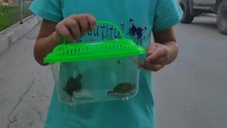 Сахалинцы нашли черепашат для маленькой девочки вместо брошенных в аэропорту Москвы