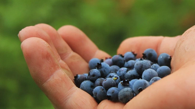 Минэкологии озвучило срок сбора ягод и шишек на Сахалине