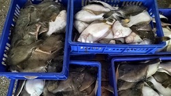 Рыбу с минимальной наценкой доставили в шесть районов Сахалина и Курил 29 сентября
