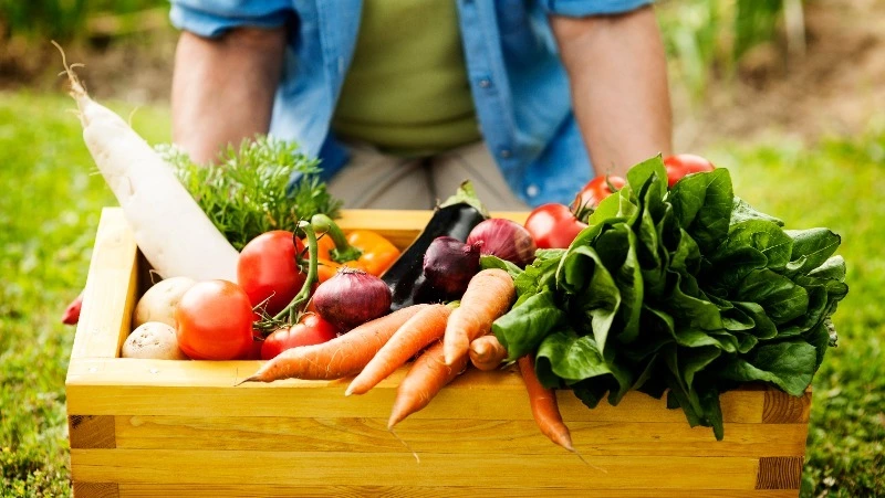 Собранный аграриями урожай закроет потребности жителей Сахалинской области