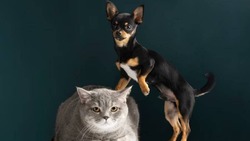 В Госдуме РФ предложили обязать заводчиков собак и кошек платить налоги