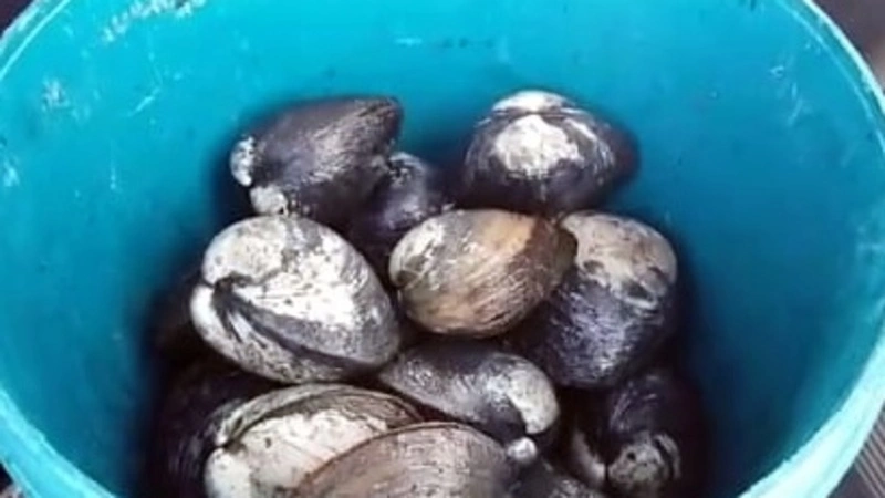 На Сахалине закончился подледный лов и люди отправились за спизулой