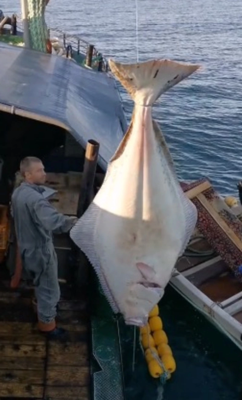 Рыбаки выловили огромного 120-килограммового палтуса у берегов Курил