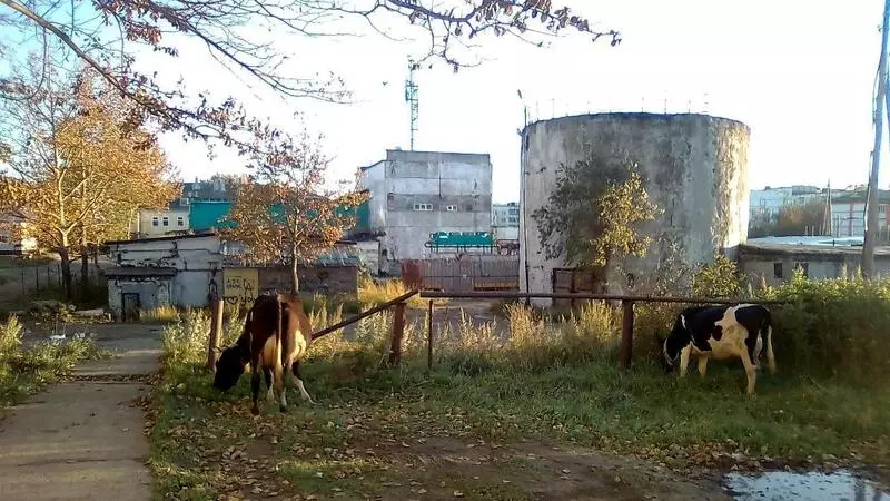 В Охе коровы пасутся на детских площадках (ФОТО)