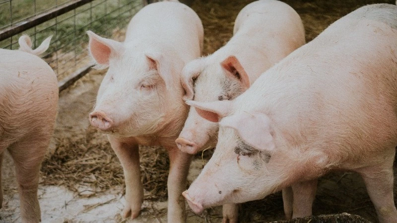 На Сахалине стало больше свиней, но меньше коров