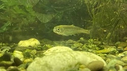 Первых мальков перевели из аппаратов в каналы на рыбоводном заводе в Охотском