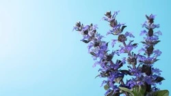 Юрист предупредил о серьезных тюремных сроках за выращивание шалфея