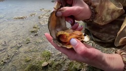Женщины на Сахалине выехали за морской капустой и нашли гребешок