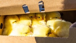 Тысячи новорожденных цыплят прилетели «Боингом» на Сахалин 