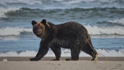 Медведя с огромным червем меж ягодиц засняли в Долинском районе 