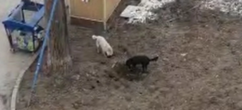 Бродячие собаки каждый день пожирают крыс на глазах у детей в Южно-Сахалинске