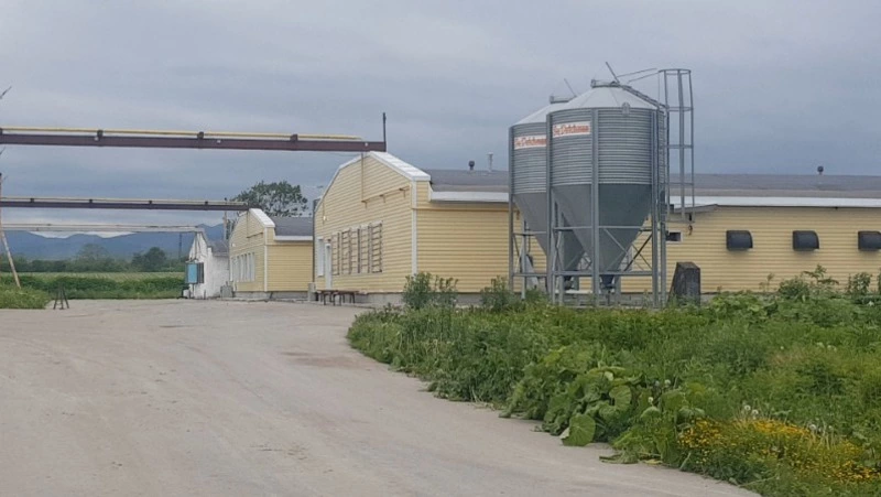 Уничтожение зараженных кур завершилось на птицефабрике «Островная» в Южно-Сахалинске