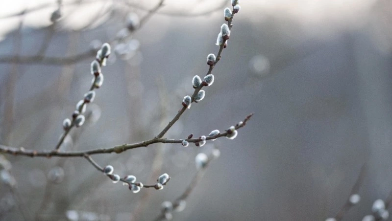 Народные приметы на 21 марта 2024 — что можно и нельзя делать в этот день