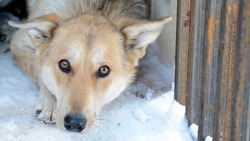 За неделю на улицах Южно-Сахалинска поймали 11 бездомных собак 