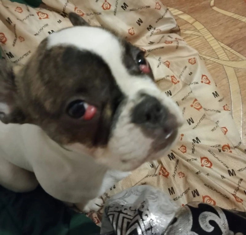 Неизвестные выбросили бульдога с больными глазами посреди дороги на Сахалине