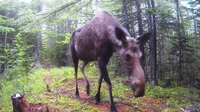 Самка лося позировала на фото в лесу Сахалина