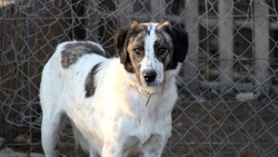 Приют для собак в Углегорском районе откроют 20 декабря