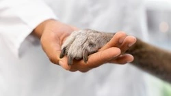 Покалеченному на Сахалине щенку ищут 50 тысяч рублей на серьезную операцию