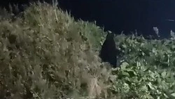 Медведя обнаружили возле магазина и гостиницы в Южно-Курильске