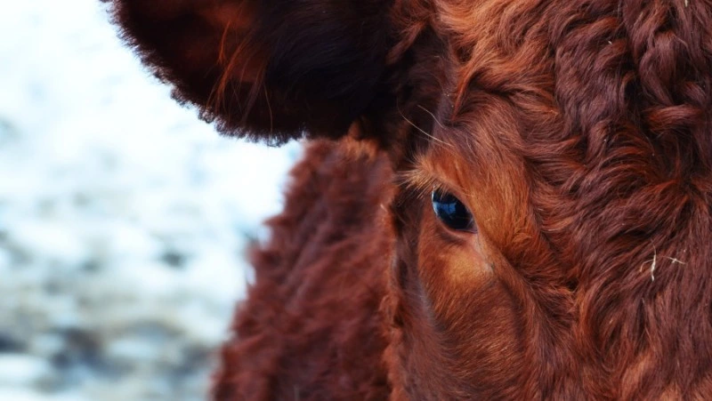 Водитель Toyota устроил ДТП ради спасения коровы в Томаринском районе