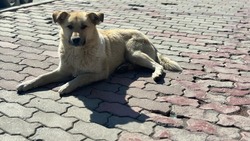 Около 500 собак отловили в Южно-Сахалинске за первую половину 2023 года