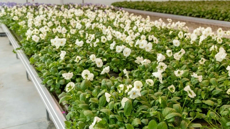 Яркие цветы украсят Южно-Сахалинск ко Дню Победы