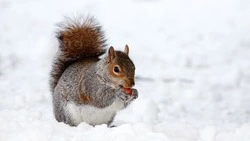 Холод на Сахалине, тепло на Курилах: прогноз погоды на 6 декабря