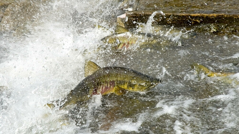 Ученые объясняют сокращение подходов лосося к Сахалину природными факторами